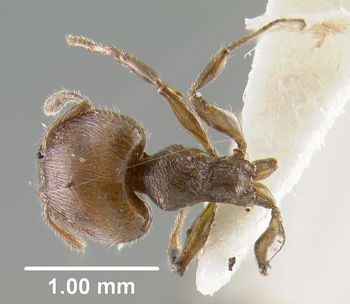 Media type: image;   Entomology 20751 Aspect: habitus dorsal view